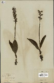 spécimen de Platanthera bifolia