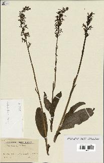 spécimen de Platanthera bifolia