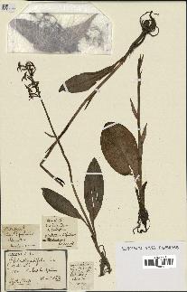 spécimen de Platanthera bifolia