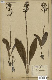 spécimen de Platanthera bifolia