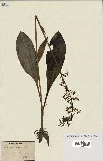 spécimen de Platanthera bifolia