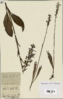 spécimen de Platanthera bifolia