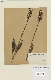 spécimen de Platanthera bifolia