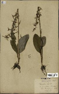 spécimen de Platanthera bifolia