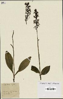 spécimen de Platanthera bifolia