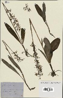 spécimen de Platanthera bifolia