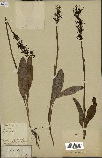 spécimen de Platanthera bifolia