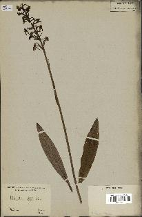 spécimen de Platanthera bifolia