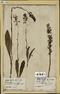 spécimen de Platanthera bifolia