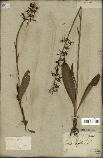 spécimen de Platanthera bifolia