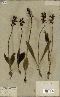 spécimen de Platanthera bifolia