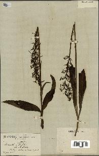 spécimen de Platanthera bifolia