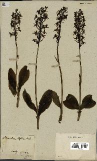 spécimen de Platanthera bifolia