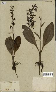 spécimen de Platanthera bifolia