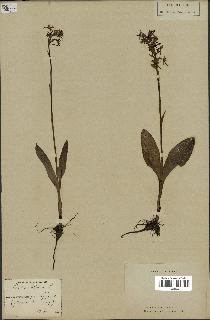 spécimen de Platanthera bifolia