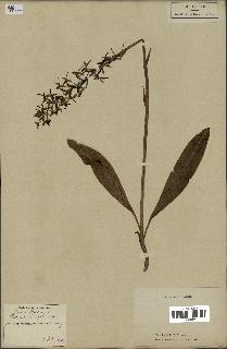 spécimen de Platanthera bifolia