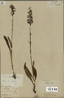 spécimen de Platanthera bifolia