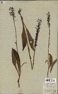 spécimen de Platanthera bifolia