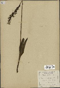 spécimen de Platanthera bifolia