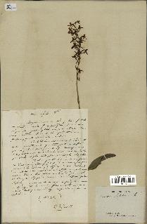 spécimen de Platanthera bifolia