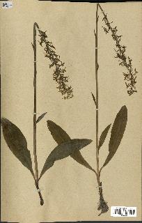 spécimen de Platanthera bifolia