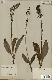 spécimen de Platanthera bifolia