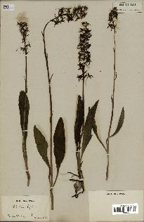 spécimen de Platanthera bifolia