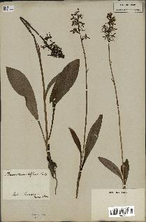 spécimen de Platanthera bifolia