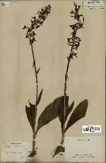 spécimen de Platanthera bifolia