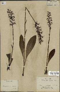 spécimen de Platanthera bifolia