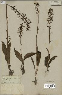 spécimen de Platanthera bifolia