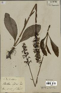 spécimen de Platanthera bifolia