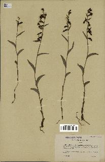 spécimen de Epipactis viridiflora