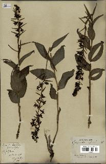 spécimen de Epipactis viridiflora