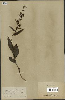 spécimen de Epipactis viridiflora