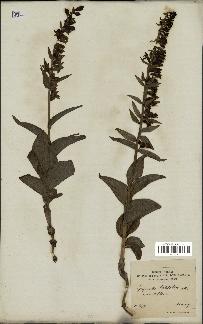 spécimen de Epipactis viridiflora