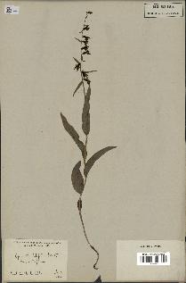 spécimen de Epipactis viridiflora