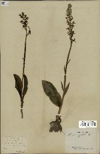 spécimen de Platanthera bifolia