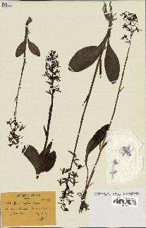 spécimen de Platanthera bifolia