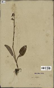 spécimen de Platanthera bifolia