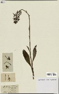 spécimen de Platanthera bifolia