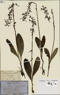 spécimen de Platanthera bifolia