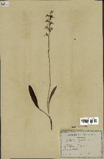 spécimen de Platanthera bifolia