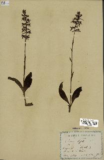 spécimen de Platanthera bifolia