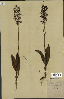 spécimen de Platanthera bifolia