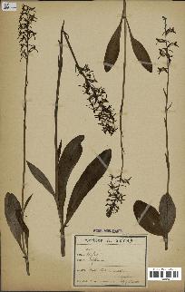 spécimen de Platanthera bifolia