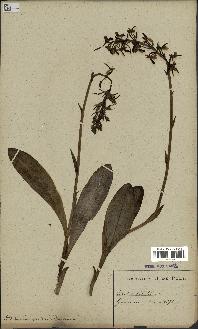 spécimen de Platanthera bifolia