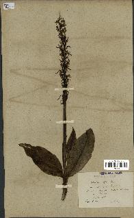 spécimen de Platanthera bifolia