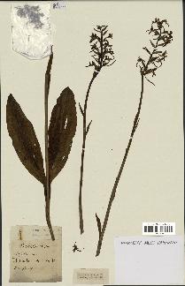 spécimen de Platanthera bifolia