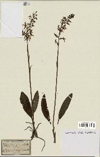 spécimen de Platanthera bifolia